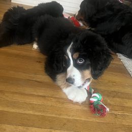 Bernese Mountain Dog Puppies from Bastian Mountain Dogs