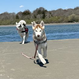 Siberian Husky Puppies from Young Orchard Siberians
