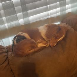 Chap - Dachshund