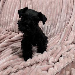 Lady - Black female Miniature Schnauzer puppy in Orlando, Florida from Dara's Miniature Schnauzers