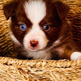 Red Tri boy - Red tri male Toy Australian Shepherd puppy in Oklahoma City, Oklahoma from Faith River Aussies
