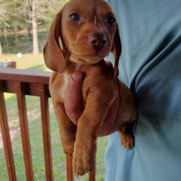 Dachshund Puppies from Wilson's Kennels
