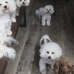 Bichon Frises from Sweetwaterbichonfriseandpoodles.com