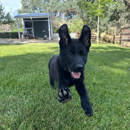 Grizz - Black male German Shepherd puppy in Winters, California from Vom Haefner German Shepherds
