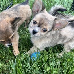Chihuahua Puppies from Dog Bones N Harmony