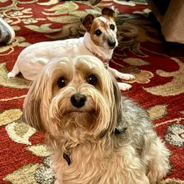 Goldendoodle, Maltese, Maltipoo, and Poodle All Grown Up from Dream Paws Puppies, LLC