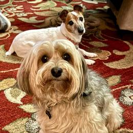 Goldendoodle, Maltese, Maltipoo, and Poodle All Grown Up from Dream Paws Puppies, LLC