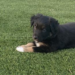 Boy 4 - Black Australian Shepherd puppy in Surprise, Arizona from Magley Ranch Aussies
