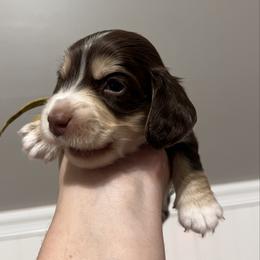 Butterfingers   AKC   PRA  CLEAR - Chocolate and cream male Dachshund puppy in Miami, Florida from Maitime Dachshund