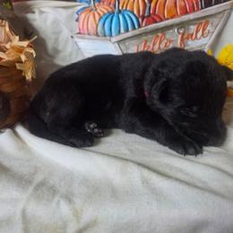 Pink Collar Female - Black female German Shepherd puppy in Cadet, Missouri from Working Valley Shepherds