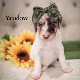 Meadow - Parti female Double Doodle puppy in Cleveland, Tennessee from Edgewater Doodles & Designer Pups