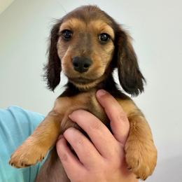 Lennon - Red male Dachshund puppy in Pulaski, Tennessee from Billboard Doxies