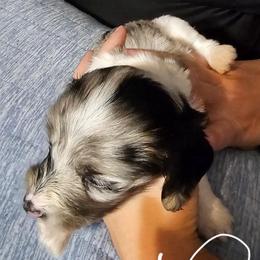 Boy 1 - Piebald male Dachshund puppy in King, North Carolina from Presleys dachshunds
