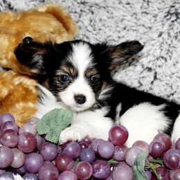 Papillons from Ms. Barbs Puppies