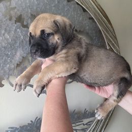 Orange - Gray and fawn male Cane Corso puppy in Yale, Michigan from Titan Farms