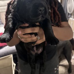 Cane Corso Puppies from AK&J Kentucky Corsos