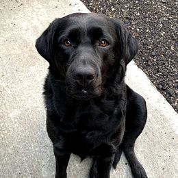 Labrador Retrievers from L.M.H Labradors