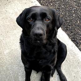 Labrador Retrievers from L.M.H Labradors