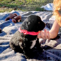 Goldendoodle Puppies from Southern Star Goldendoodles