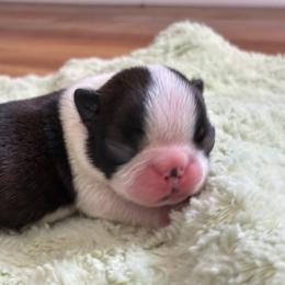 Captain - Seal and white male Boston Terrier puppy in Ringgold, Georgia from A-K Boston Terriers