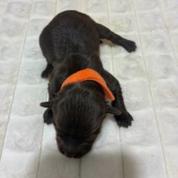 Charlie - Chocolate male Havapoo puppy in Brookings, South Dakota from Hofer Pups