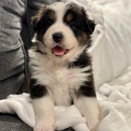 Honey (ORANGE COLLAR) - Black tri-color female Australian Shepherd puppy in Morehead City, North Carolina from Crab Point Australian Shepherds