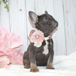 Tiffany - Blue female French Bulldog puppy in Collins, Georgia from Liberty Longhair Dachshunds