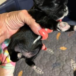Beamon - Black and white male Shih Tzu puppy in New Port Richey, Florida from Stanford's Shih Tzus