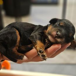 Buck - Tri-color male Cavapoo puppy in Glendale, Arizona from Cool Cavapoos