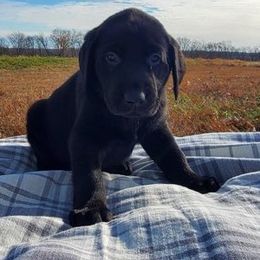 Labradoodle, Labrador Retriever, and Sheepadoodle Puppies from Millies Kennel