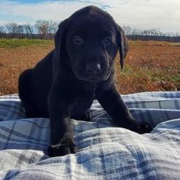Labradoodle, Labrador Retriever, and Sheepadoodle Puppies from Millies Kennel