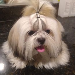 Princess - Shih Tzu