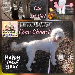 Goldendoodle Puppies from Lu Doodles