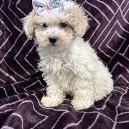 Trisha - Parti female Maltipoo puppy in Lancaster, Kentucky from Dream Paws Puppies, LLC