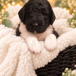 Poppy - Parti male Poodle puppy in Washington, Pennsylvania from Patriotic Poodles