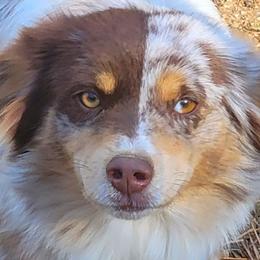 Miniature Australian Shepherds from Wing and a Prayer