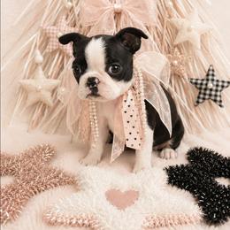 Black n white girl - Black and white female Boston Terrier puppy in San Antonio, Texas from JT Bostons