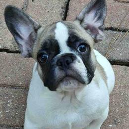 Bulldogs and French Bulldogs from Bouquet Bulldogs