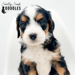 CJ - Tri-color male Bernedoodle puppy in Tipton, Indiana from Country Creek Doodles