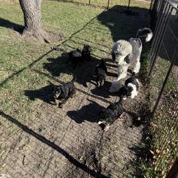 Poodle Puppies from Foot Hills Amazing Poodles