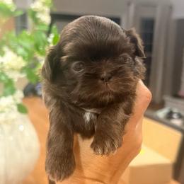Boy 1 - Liver male Shih Tzu puppy in Humboldt, Tennessee from Kristy's Shih Tzus