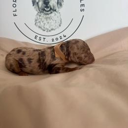 Theo - Merle male Goldendoodle puppy in Sanford, Florida from Florida Coast Golden Doodles