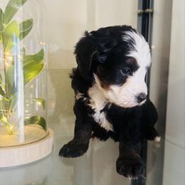 Miss Sally - Tri-color female Bernedoodle puppy in Saint Francis, Kansas from Land of Oz Doodles