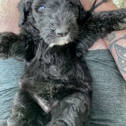 Goldendoodle, Labradoodle, and Sheepadoodle Puppies from The Parrish Doods