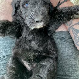 Goldendoodle, Labradoodle, and Sheepadoodle Puppies from The Parrish Doods