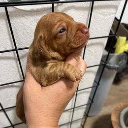 Boy 1 - Dapple male Dachshund puppy in Bismarck, Missouri from Kalua's Doxies