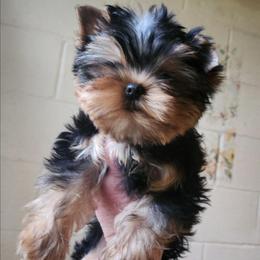 Natao - Blue and gold male Yorkshire Terrier puppy in Daggett, Michigan from Hetzel’s Enchanted Yorkies (Michigan)