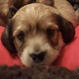 Dachshunds from Jax and Lily's Dachshund Puppies of Florida