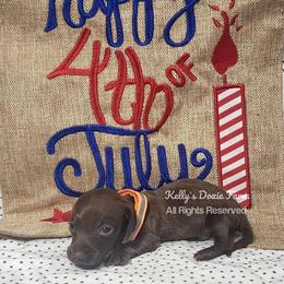 Chocolate Male Smooth Coat Orange Collar - Chocolate male Dachshund puppy in Cleveland, Tennessee from Kelly's Doxie Farm