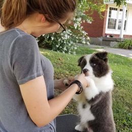 Border Collies from Majestic Border Collies